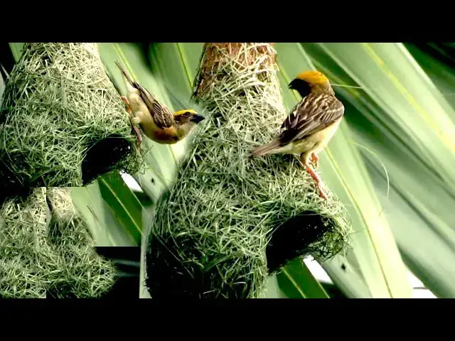 'Video thumbnail for The wild bird making nest by grass a lot for baby growth'