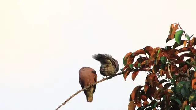 'Video thumbnail for At try wild dove bird stay here'