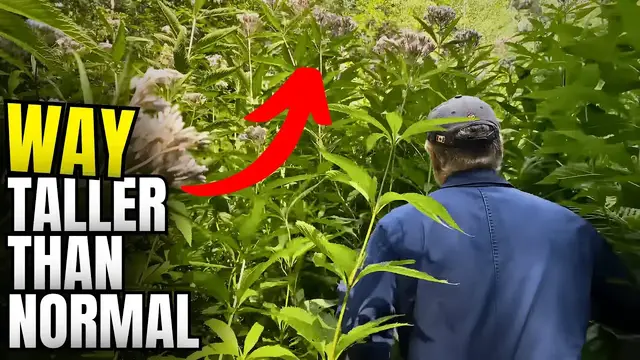 'Video thumbnail for We Found a Hidden SUPER GARDEN | Local Legend Discovered'