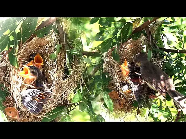 'Video thumbnail for Other babie bird to trying fly from nest'