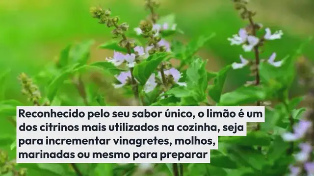 'Video thumbnail for Não jogue fora as sementes de limão: veja como usá-las para cultivar um limoeiro'