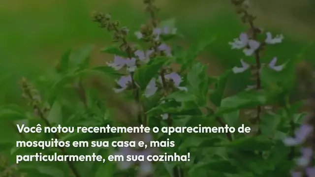 'Video thumbnail for O truque infalível para se livrar dos mosquitos em casa'
