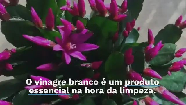 'Video thumbnail for 4 coisas que você deve evitar limpar com vinagre branco: pode danificá-los'