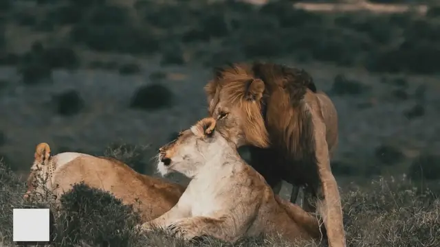 'Video thumbnail for Leo and Leo Compatibility: When Two Lions Unite'