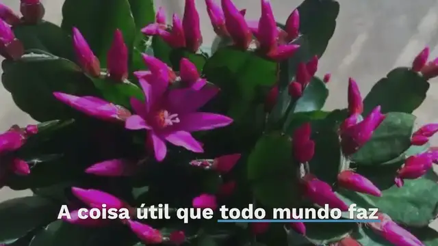 'Video thumbnail for Por que você tem que colocar casca de limão no radiador? A coisa útil que todo mundo faz'