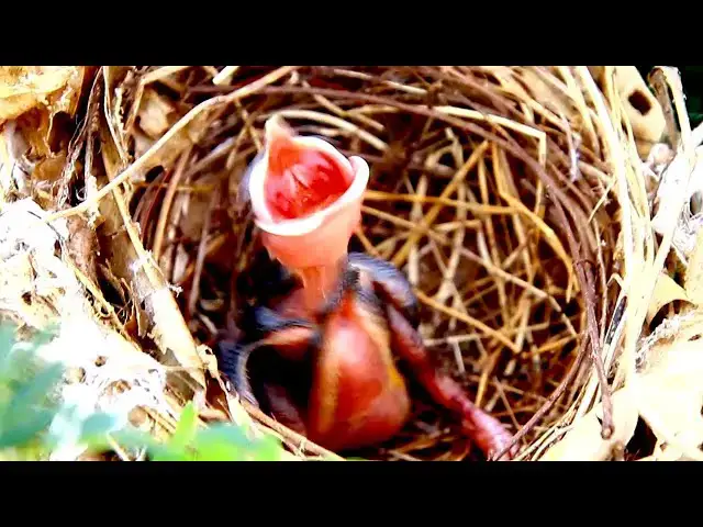 'Video thumbnail for Top One Babies bird Peacock Bird'