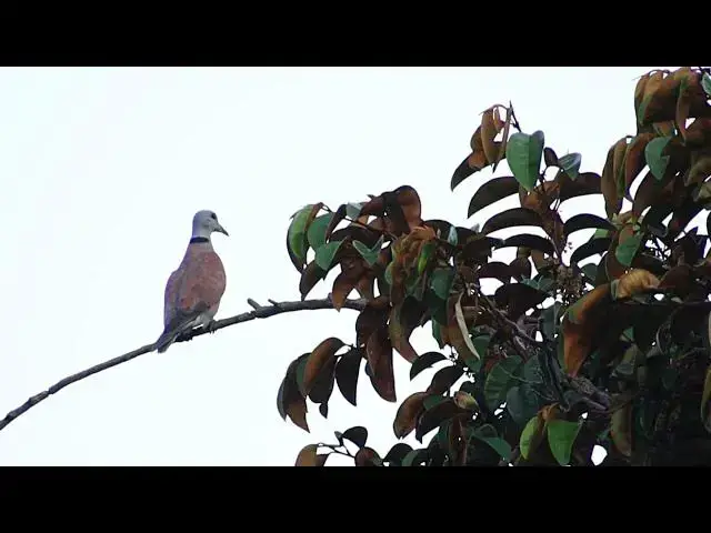 'Video thumbnail for Forest wild dove bird stay to crie on here'