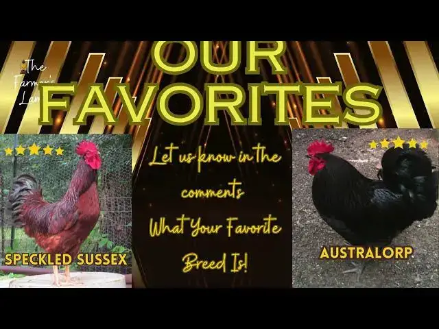 'Video thumbnail for Best Chicken Breeds'