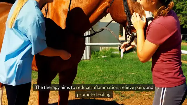'Video thumbnail for Understanding Intelligent Bioenergetics in Equiscope Therapy'