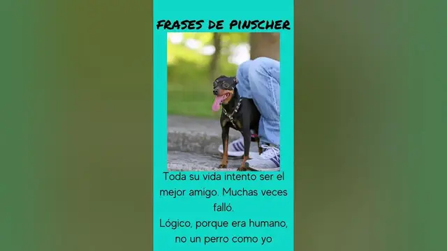 'Video thumbnail for Frases de pinscher'