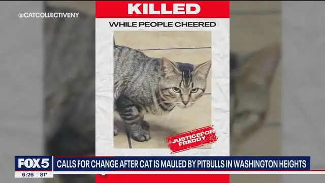'Video thumbnail for NYC shop cat mauled by pit bulls as owner 'cheered''