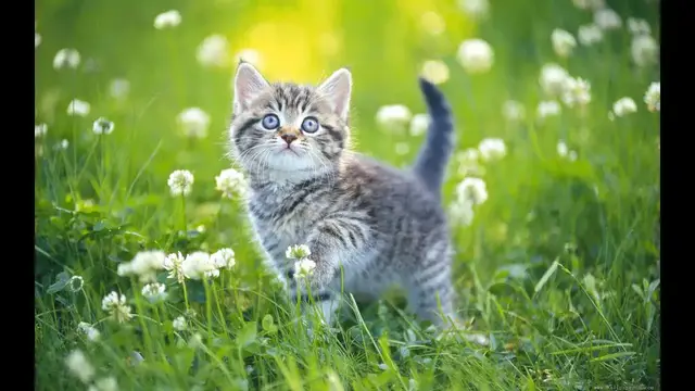 'Video thumbnail for قطط جميله Beautiful cats'