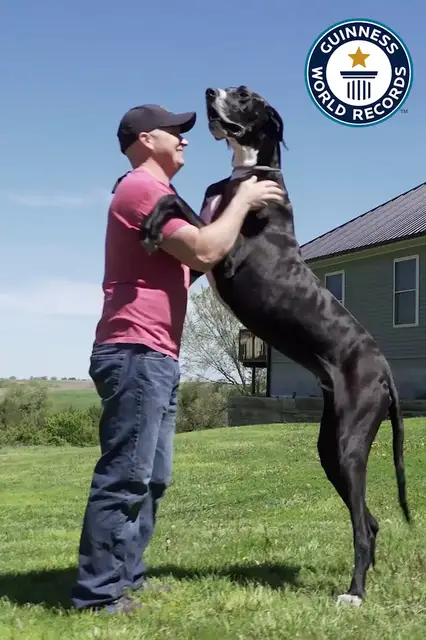 'Video thumbnail for Meet Kevin the world's tallest dog and gentle giant'