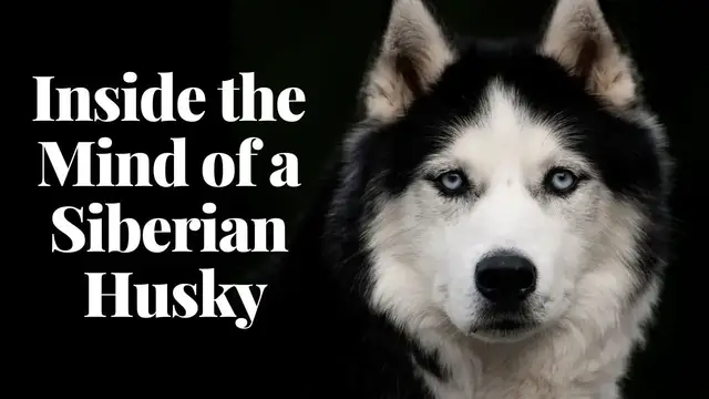 'Video thumbnail for Inside the Mind of a Siberian Husky | Behavior Unveiled'