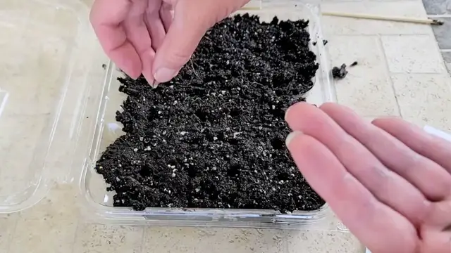 'Video thumbnail for She puts dirt in a container for this BRILLIANT garden idea!'