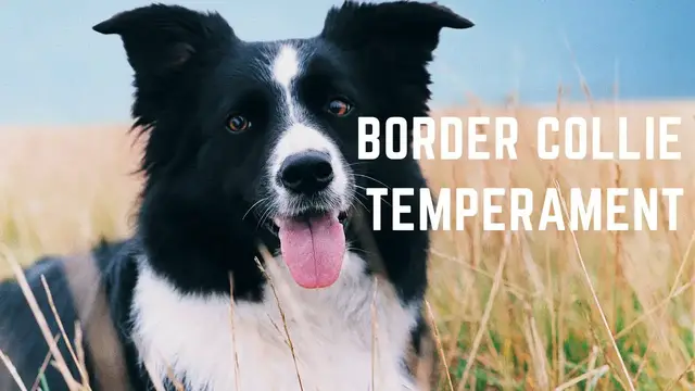 'Video thumbnail for Border Collie Temperament'