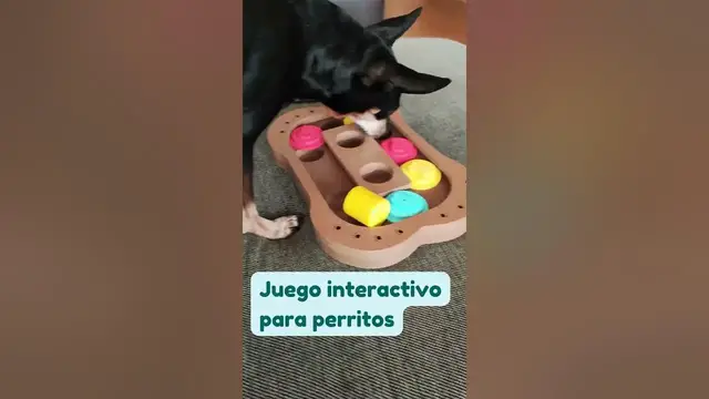 'Video thumbnail for Juego interactivo de madera para perros馃悤 #minipinscher'