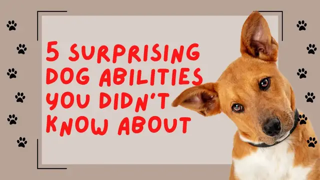 'Video thumbnail for 5 Surprising Dog Abilities You Didn't Know About'