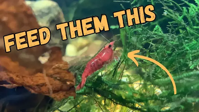 'Video thumbnail for From Pellets to Greens: What Nourishes My Shrimp'