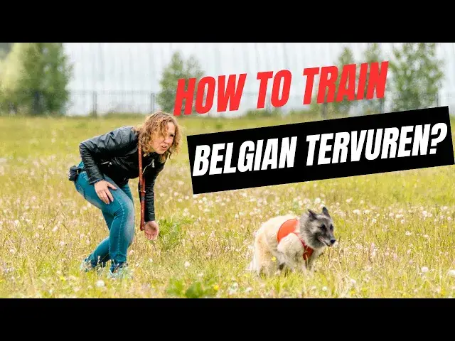 'Video thumbnail for How to train Belgian Tervuren ?'