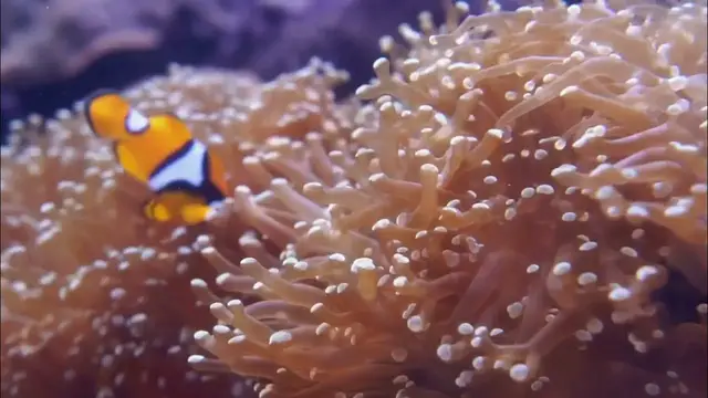 'Video thumbnail for Clownfish ASMR'