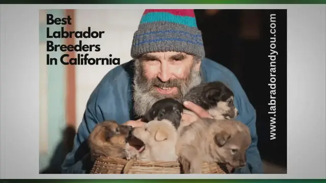 'Video thumbnail for 5 Best Labrador Breeders in California In 2023 (Trusted)'