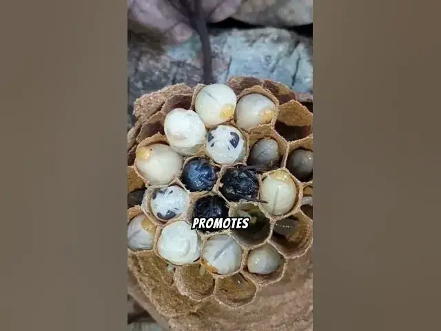 'Video thumbnail for Why Are Wasps More than Just Their Sting? #shorts'