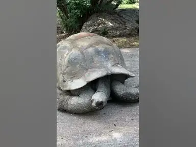 'Video thumbnail for What Makes the Giant Tortoises So Magnificent? #shorts #gianttortoise'