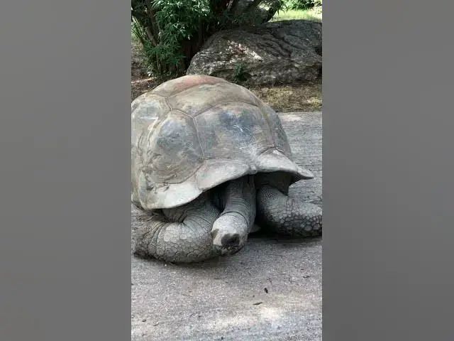 'Video thumbnail for What Makes the Giant Tortoises So Magnificent? #shorts #gianttortoise'