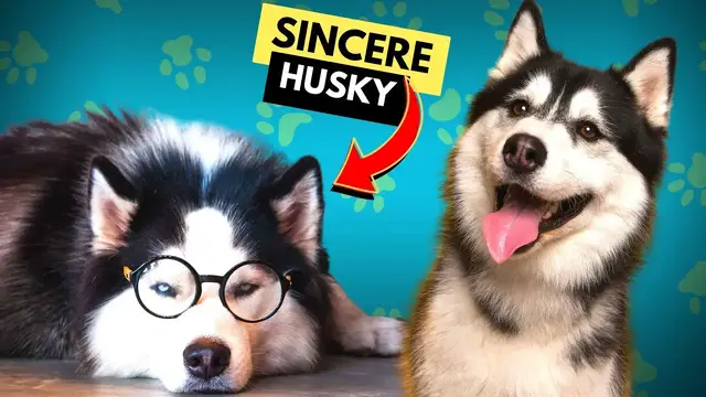 'Video thumbnail for How To Train A Husky Puppy - Raising A Husky Puppy'