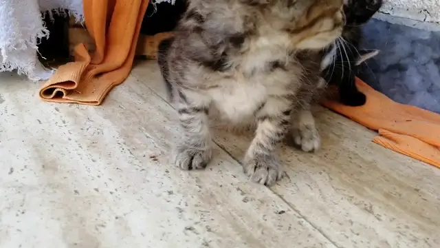 'Video thumbnail for Kittens' tiny meows'