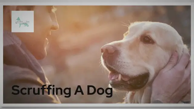 'Video thumbnail for Scruffing A Dog The Right Way: Complete Guide 101'