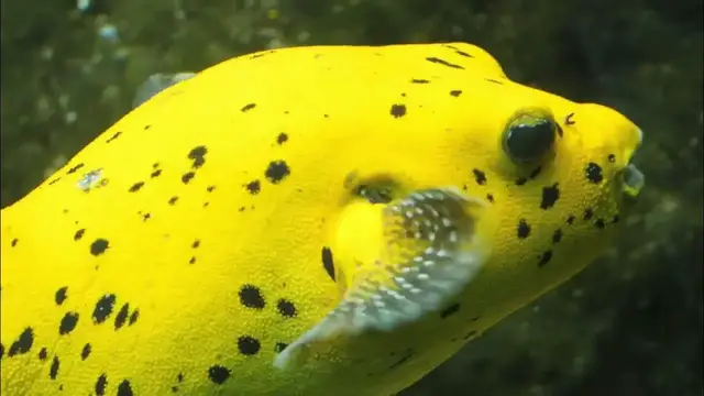 'Video thumbnail for Puffer and Boxfish ASMR'