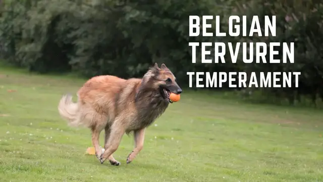 'Video thumbnail for Belgian Tervuren Temperament'