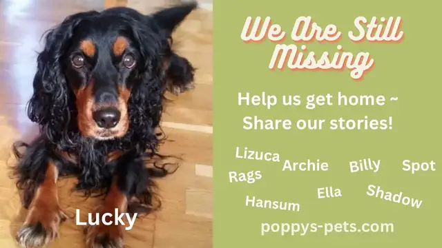 'Video thumbnail for Heart Breaking Stories of Long Lost Missing Dogs - Do You Recognise Any?'