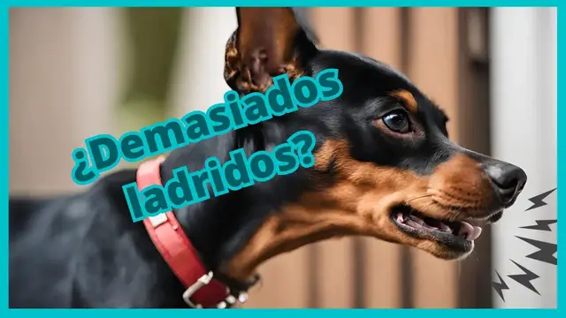 'Video thumbnail for 馃悤 5 Consejos para evitar LADRIDOS del Pinscher 鉂わ笍'