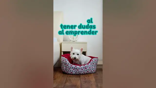 'Video thumbnail for 馃悤驴Est谩s empezando con camas para perros y tienes dudas? #negociodesdecasa'