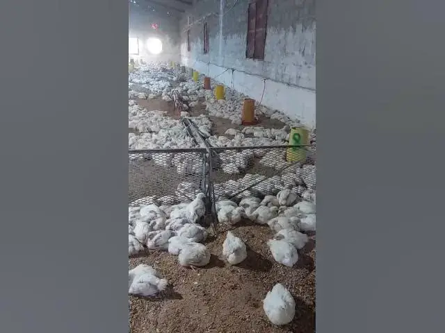 'Video thumbnail for المكمل العلفي انيماكس وإثارة الايجابية على الداوجن # مجموعة المناصير لطلب المنتج Drzyogo.com'