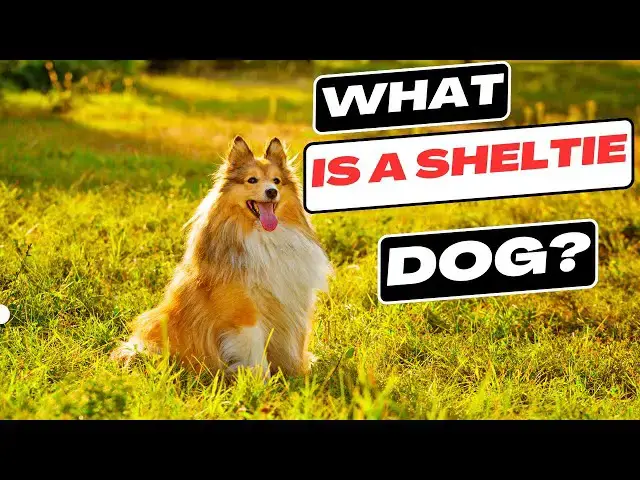 'Video thumbnail for What is a Sheltie Dog ?'