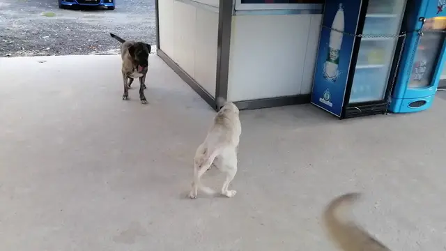 'Video thumbnail for Turkish Kangal dog and pit bull playing'