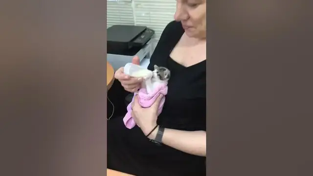 'Video thumbnail for Orphaned kitten drinks milk. Look at those ears!'