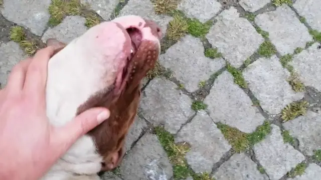 'Video thumbnail for Playing with stray Pit Bull Terrier'