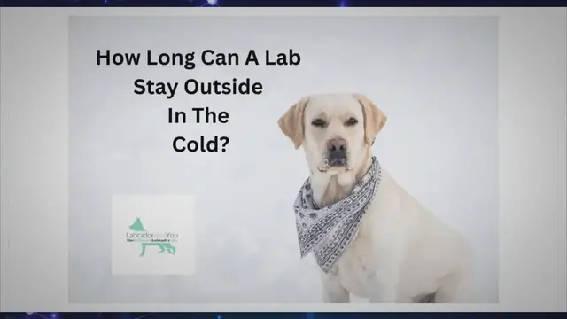 'Video thumbnail for How Long Can A Lab Stay Outside In The Cold?'