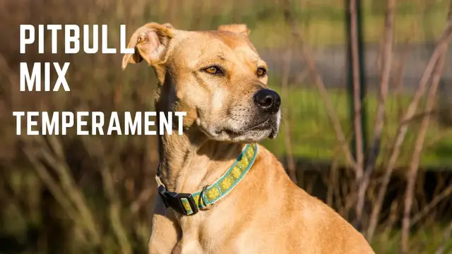 'Video thumbnail for Pitbull Mix Temperament'