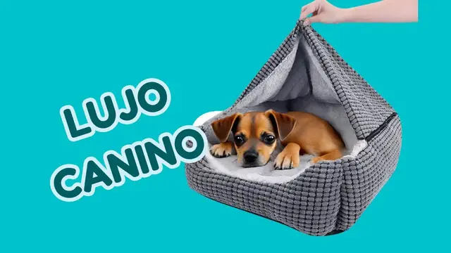 'Video thumbnail for 馃悤Cama super c贸moda para pinscher miniatura 鉂わ笍'
