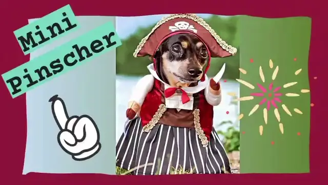 'Video thumbnail for Todo sobre los mini pinscher 馃惗馃惗'