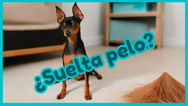 'Video thumbnail for 馃悤驴El Mini Pincher SUELTA PELO? 鉂わ笍'
