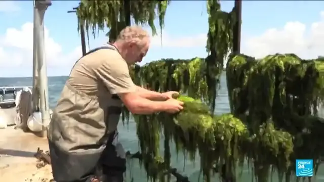 'Video thumbnail for France: Green algea threatens the oyster industry in Brittany'