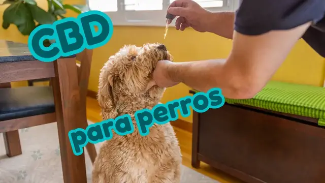 'Video thumbnail for 馃悤 Tratar la ansiedad de tu PINSCHER con CBD para perros 鉂わ笍'