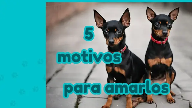 'Video thumbnail for 馃悤 5 motivos por los que AMAR脕S al MINI PINCHER 鉂わ笍'